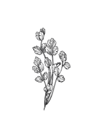 Cilantro Ecológico