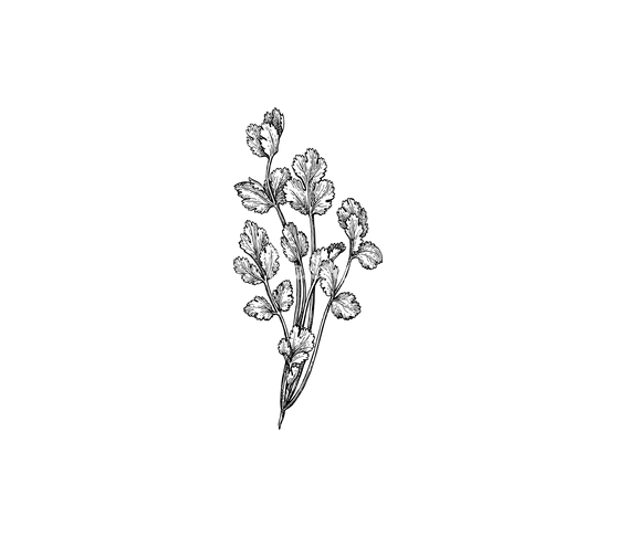 Cilantro