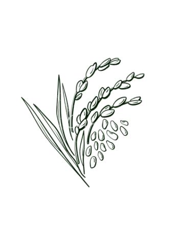 Arroz Ecológico