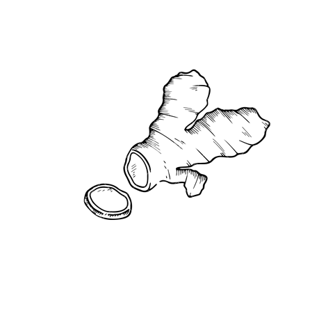 Curcuma