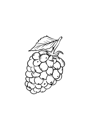 Moras