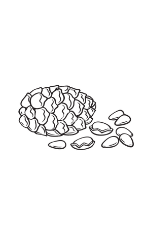 Piñones Ecológicos