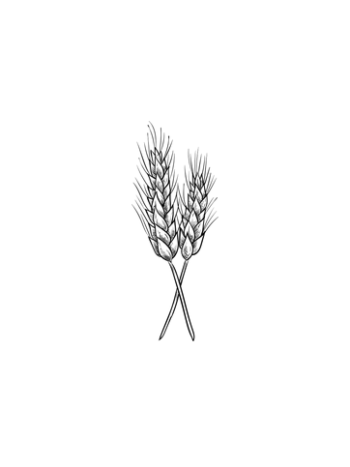 Trigo Ecológico