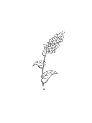 Trigo Sarraceno Ecológico