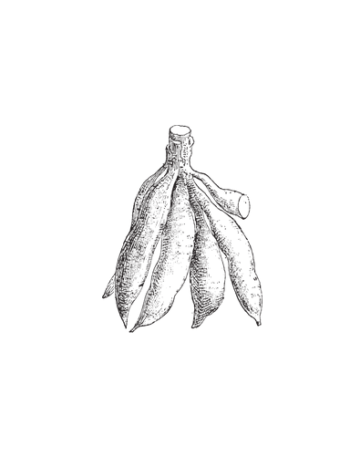 Tapioca Ecológica