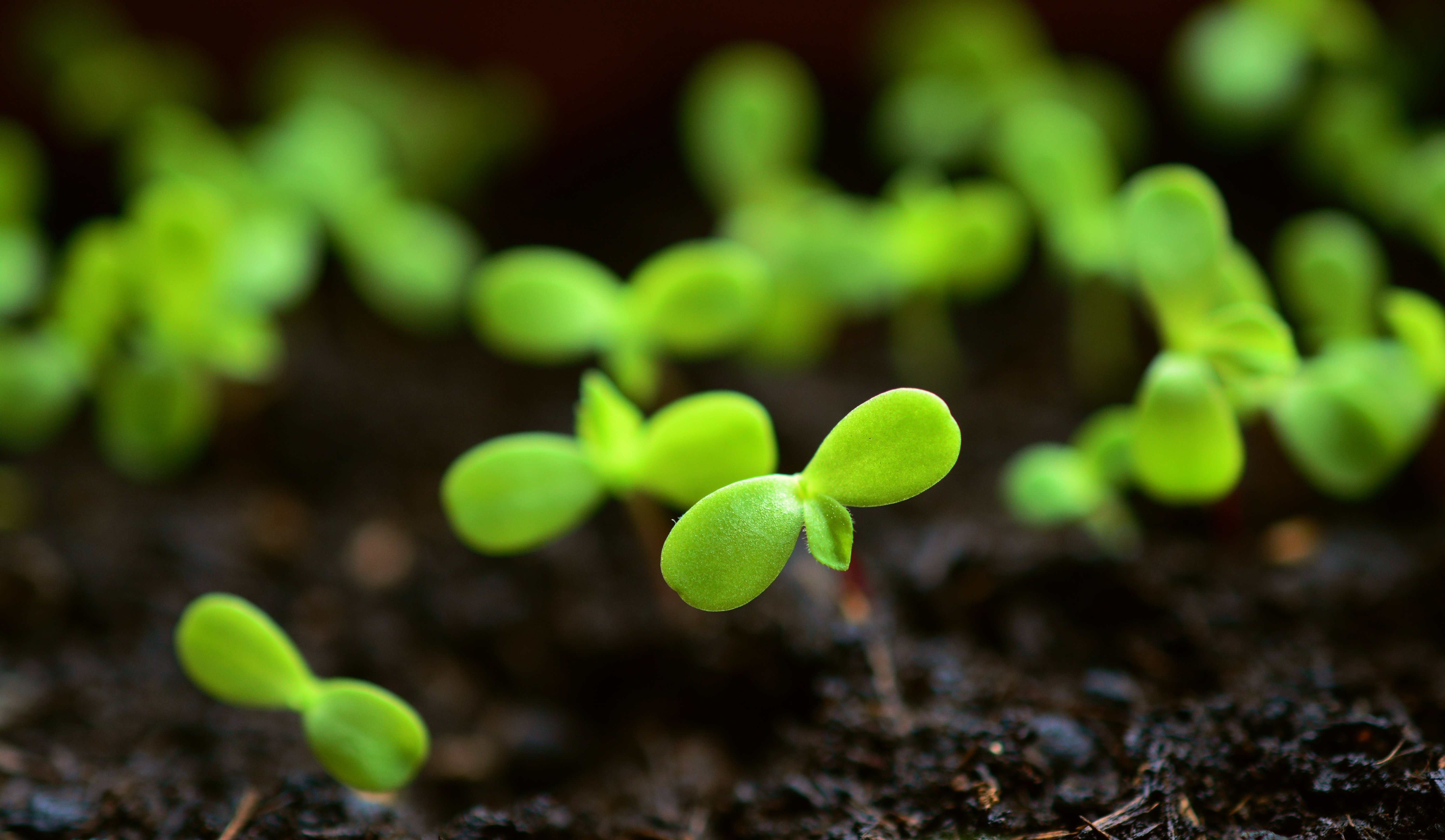 ALIMENTACION ECOLOGICA